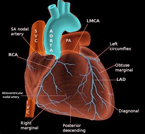 Coronary arteries .